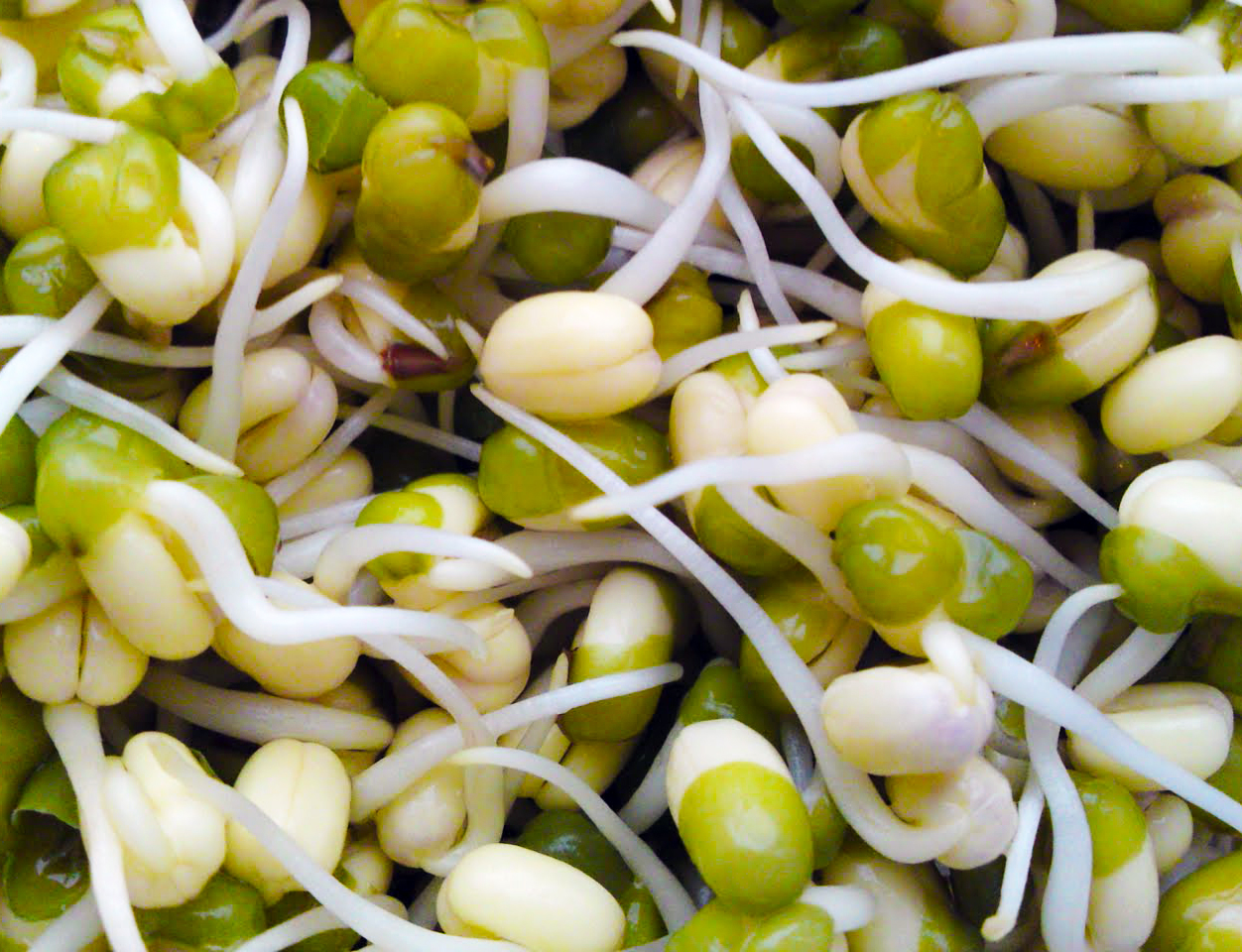 Groddar, foto: Cecilia Nordman, Morotsliv